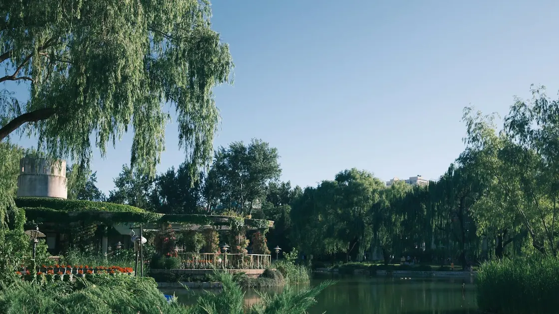 Willows over a still lake with a shaded lakeside walkway